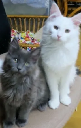 中崎和彦 様のお迎えした子猫