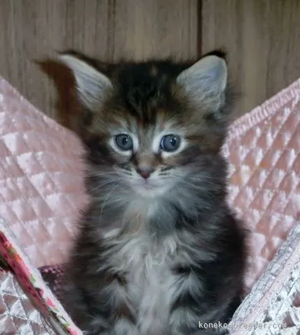 ID：1511-00468の子猫