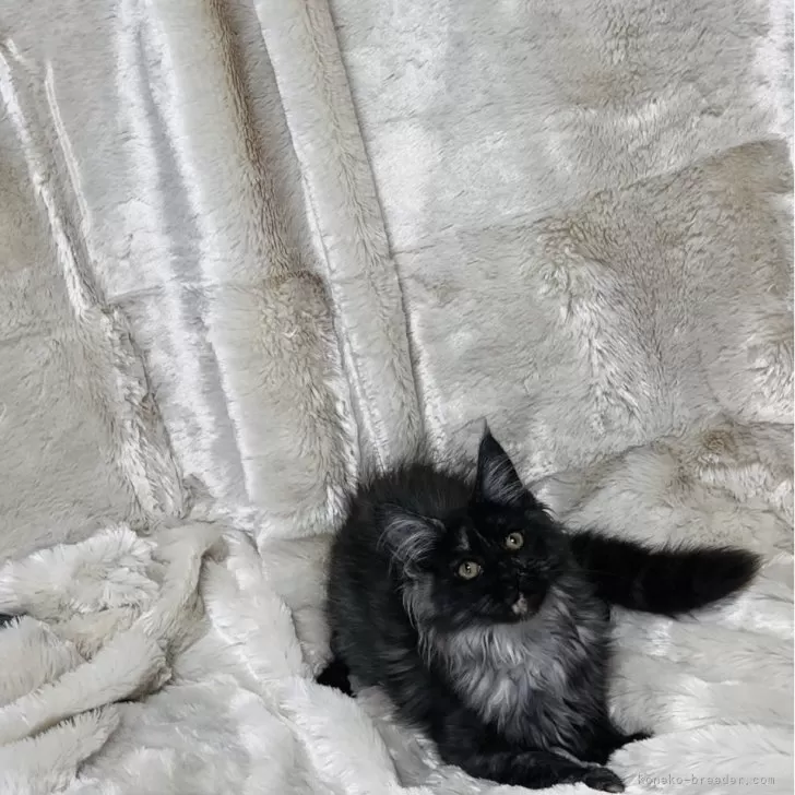 ID：2410-00610の子猫