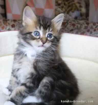 ID:1612-00667の子猫