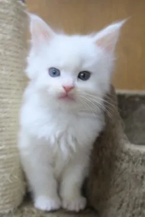 ねこのひげ 様のお迎えした子猫