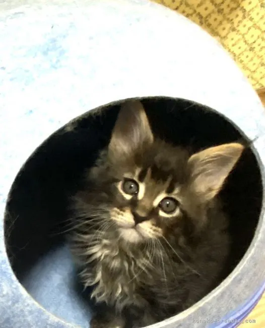 ID:2104-00406の子猫