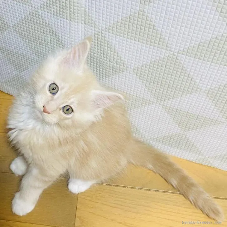 ID:2212-00568の子猫