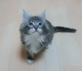 ID:1502-00282の子猫
