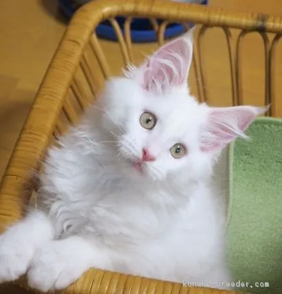 ID：1705-01212の子猫