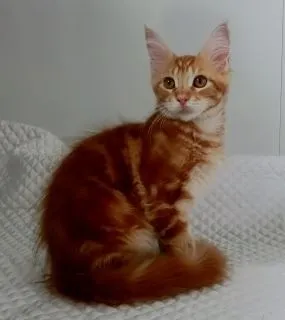 ID:1505-00301の子猫