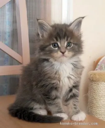 ID：2102-00263の子猫