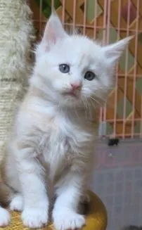 井口 様のお迎えした子猫