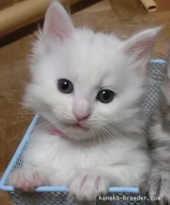 ID：1512-00268の子猫