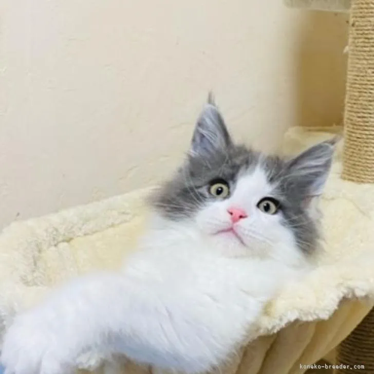 ID:2302-00313の子猫