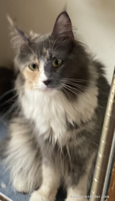 メインクーン【・女の子・2023年3月13日・ブルークリーム&ホワイト】「綺麗なカラーの美しい子です。」