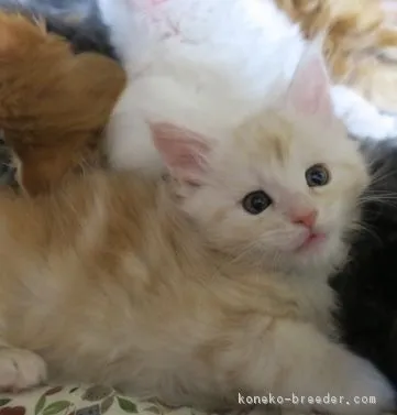 にゃん太郎 様のお迎えした子猫