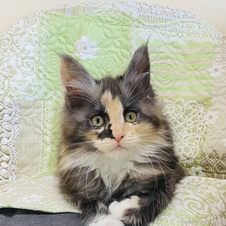 ID:2305-03483の子猫