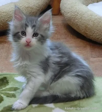 ID：1509-00241の子猫