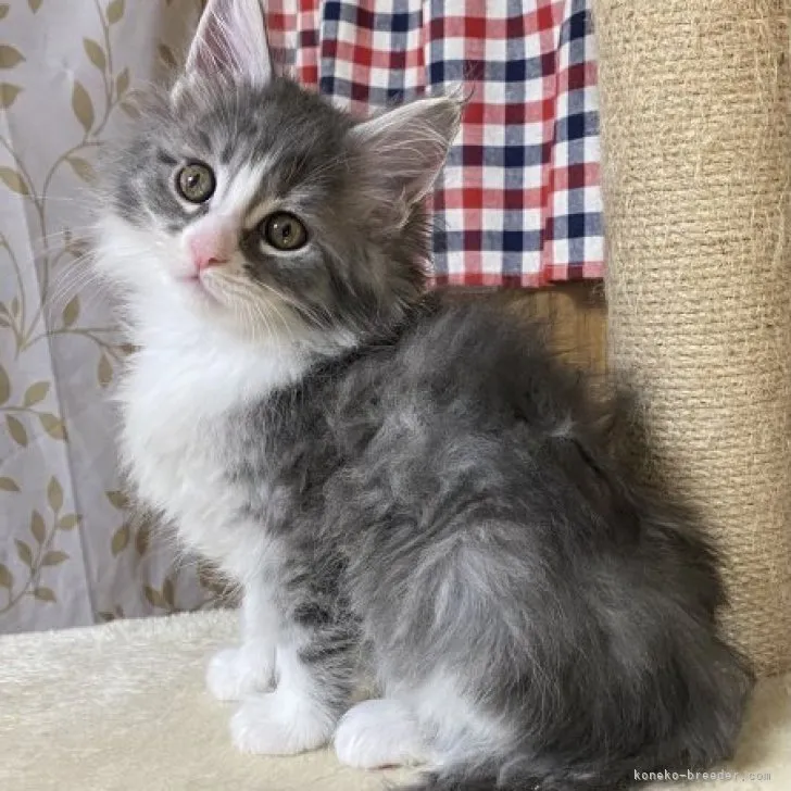 ID：2304-01690の子猫