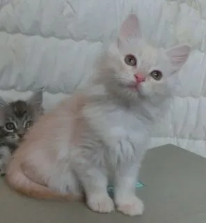ID：1502-00281の子猫
