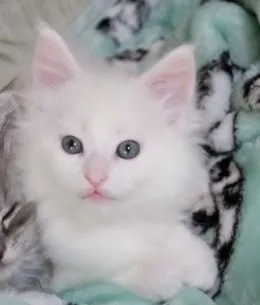 ID：1802-00333の子猫