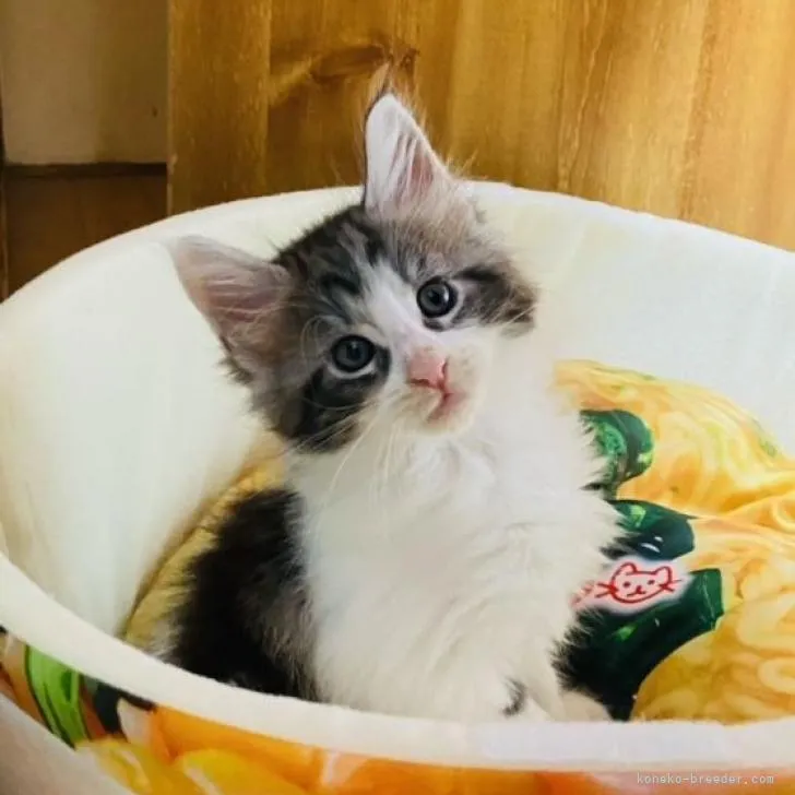 H.O 様のお迎えした子猫