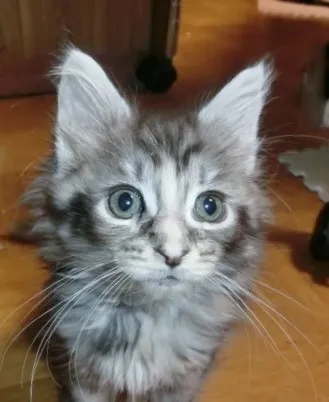 ID:1402-00065の子猫