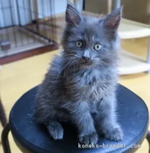 ID：1607-00886の子猫