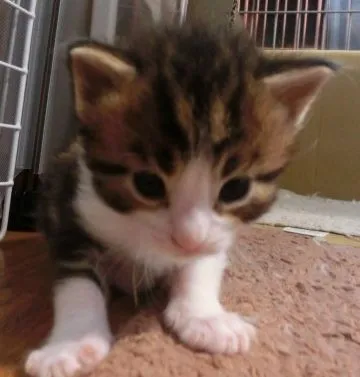 ID:1505-00294の子猫