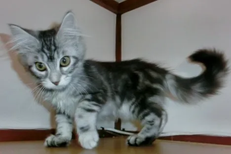 ID：1310-00378の子猫