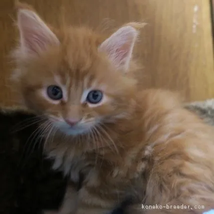 ギネス 様のお迎えした子猫