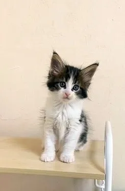 ID：2106-02280の子猫