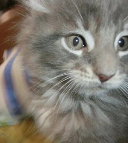 ID：1501-00096の子猫