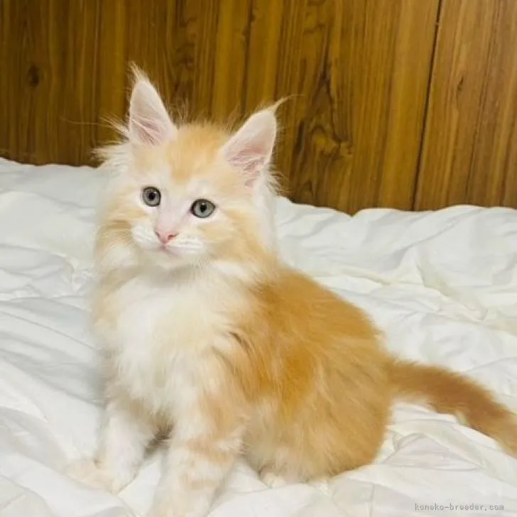 にゃんこ大好き 様のお迎えした子猫