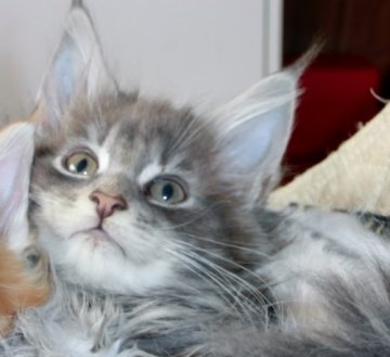 メインクーン【北海道・女の子・2013年12月6日・ブルーシルバータビー(ブルータビーの可能性もあり)】の写真「とっても懐っこく女の子のわりには大きい子です」