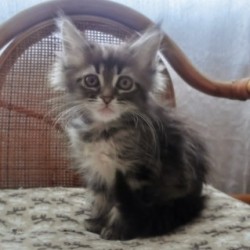 メインクーン【北海道・女の子・2013年11月27日・ブラウンタビー】の写真「とっても可愛いお顔」