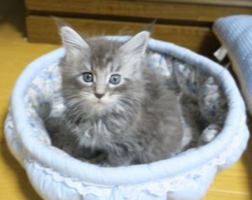 メインクーン【北海道・女の子・2016年3月4日・ブルーシルバータビー】の写真「顔立ちがハッキリとした美人さん」