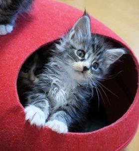 メインクーン【北海道・男の子・2019年5月4日・シルバータビー&ホワイト】の写真「元気一杯」