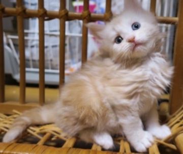 メインクーン【北海道・男の子・2016年3月4日・クリームタビー】の写真「今のところおっとりした男の子」