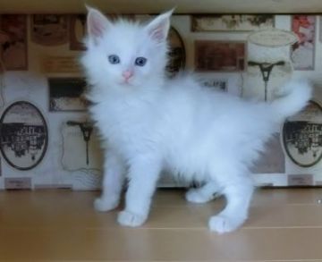 メインクーン【北海道・男の子・2015年9月3日・ホワイト】の写真「骨格のしっかりとした大きな子です。」