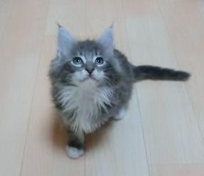 メインクーン【北海道・男の子・2015年1月12日・ブルークラシックタビー&ホワイト】の写真「毛ぶきが良くなりそう」