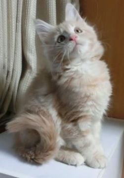 メインクーン【北海道・男の子・2014年10月14日・クリームタビー】の写真「美しいカラーの甘えん坊君」