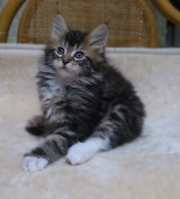 メインクーン【北海道・女の子・2016年11月9日・ブラウンタビー&ホワイト】の写真「女の子ですが男の子並の貫禄！」