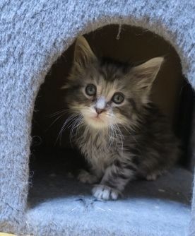 メインクーン【北海道・男の子・2018年11月5日・シルバータビー】の写真「懐っこい子です。」