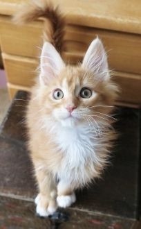 メインクーン【北海道・女の子・2019年1月8日・レッドタビー&ホワイト】の写真「懐っこく可愛らしい女の子」