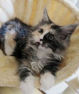 メインクーン【北海道・女の子・2020年3月30日・スモークトーティー&ホワイト】の写真「さりげなく横にいてくれる子です。」