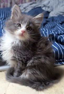 メインクーン【北海道・男の子・2020年10月21日・ブルーティクッドタビー&ホワイト】の写真「ちよっと天然で可愛い性格」