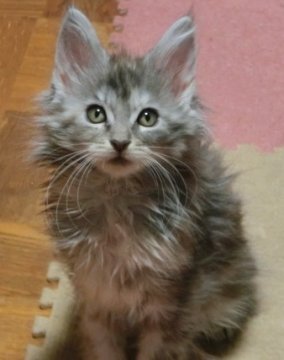 メインクーン【北海道・女の子・2013年12月16日・ブルーパッチドタビー】の写真「チャーミングな性格」