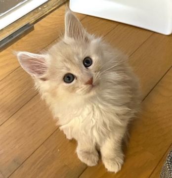 メインクーン【北海道・男の子・2021年11月21日・クリークスモーク】の写真「甘えっ子ちゃん」