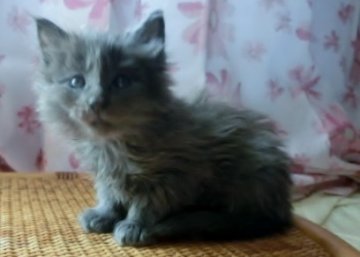 メインクーン【北海道・男の子・2014年3月11日・ブルーソリット】の写真「おっとりした性格」