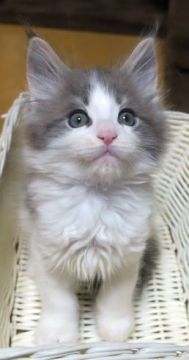 メインクーン【北海道・男の子・2020年10月21日・ブルーティクッドタビー&ホワイト】の写真「華やかな八割れの男の子」