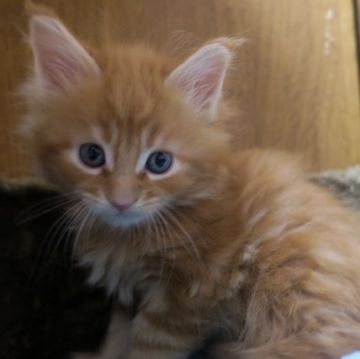 メインクーン【北海道・男の子・2016年11月26日・レッドタビー】の写真「」