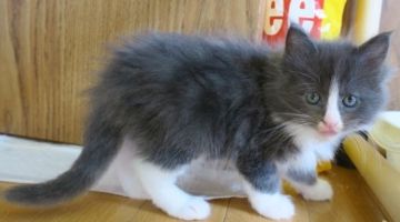 メインクーン&ラグドール【北海道・男の子・2016年1月14日・ブルー&ホワイト（ロング）】の写真「仕草に癒されます」