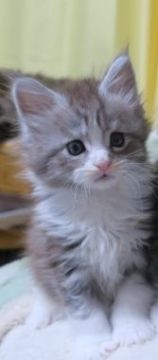 メインクーン【北海道・女の子・2017年10月5日・ブルータビー&ホワイト】の写真「可愛らしい女の子」